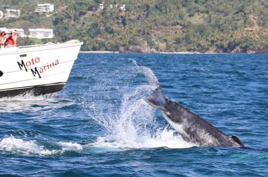 Samana: Bay of Samana Whale Watching Experience â Guided tour and outdoor activity