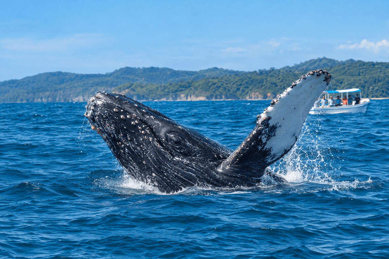 Why Do Humpback Whales Show Their Tails Before Diving?