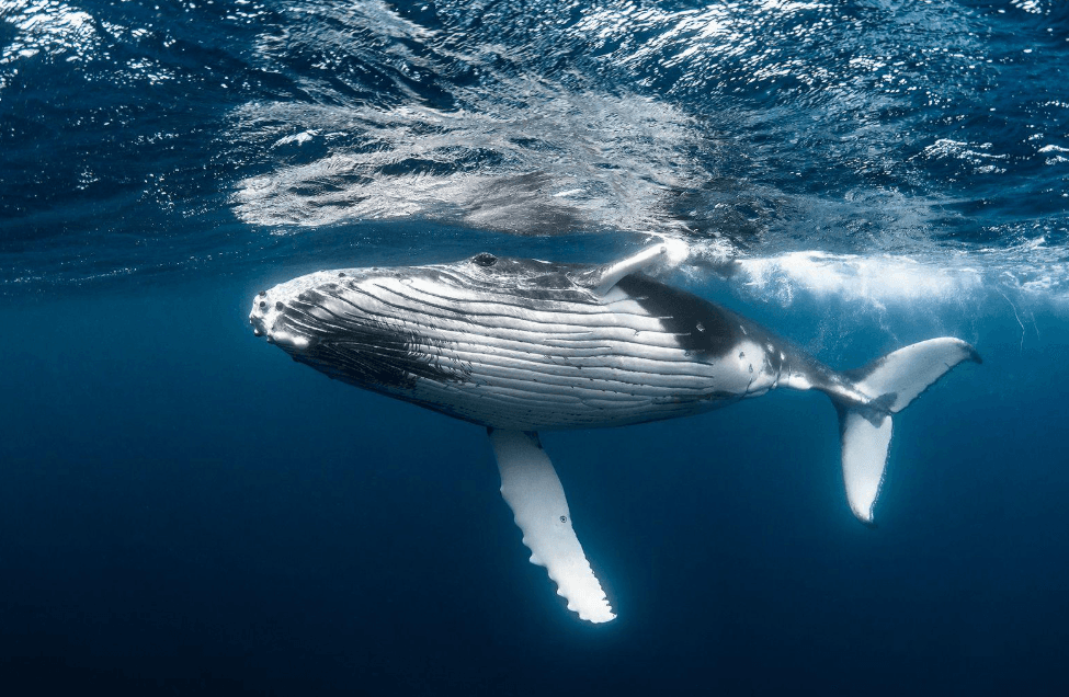 How Do Humpback Whales Stay Warm in Tropical Waters?