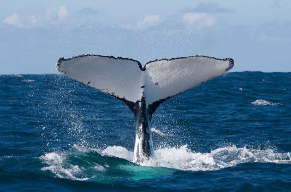 How Humpback Whale Songs Spread Between Populations
