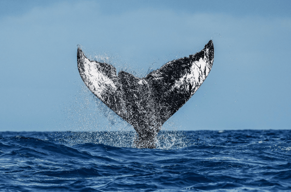 Sledování velryb Samaná vs. Miches Whale Watching: Klíčové rozdíly