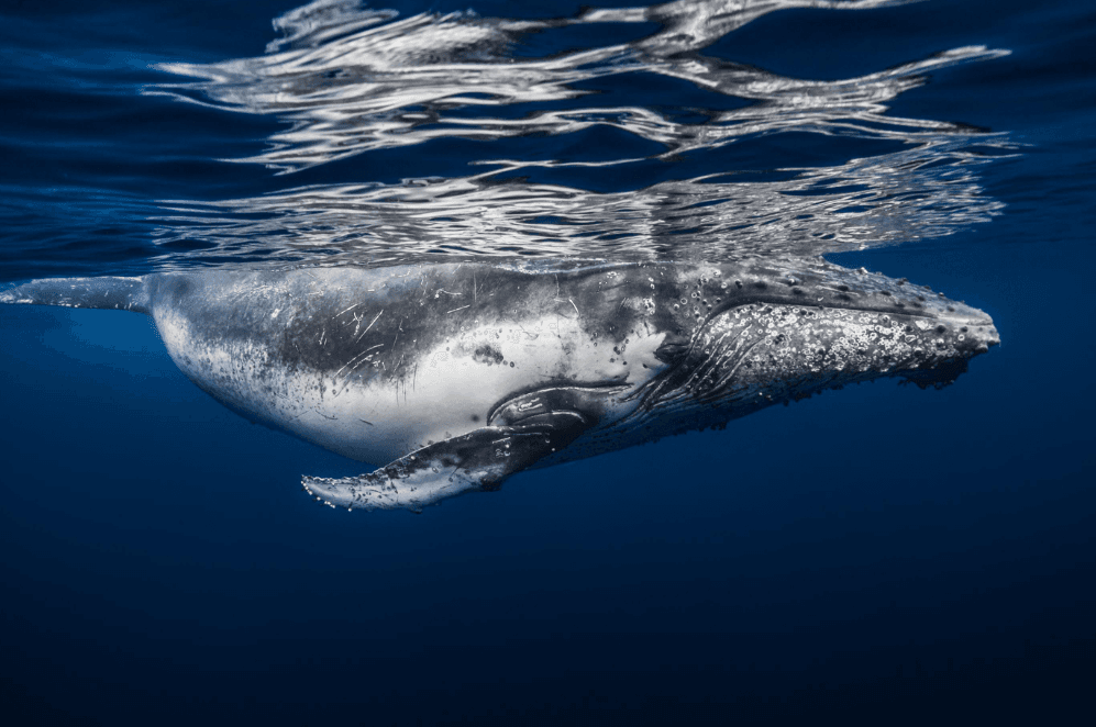 Comparing Humpback Whale Songs Across the Caribbean