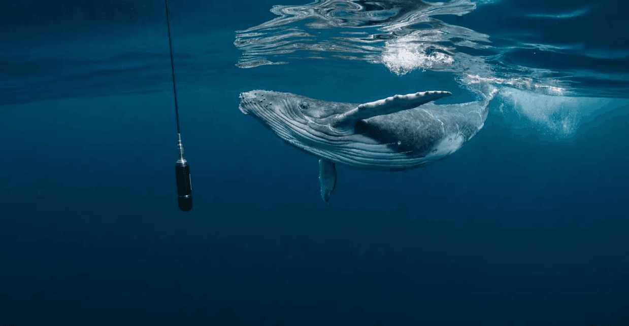 How Scientists Identify Humpback Whale Songs Underwater