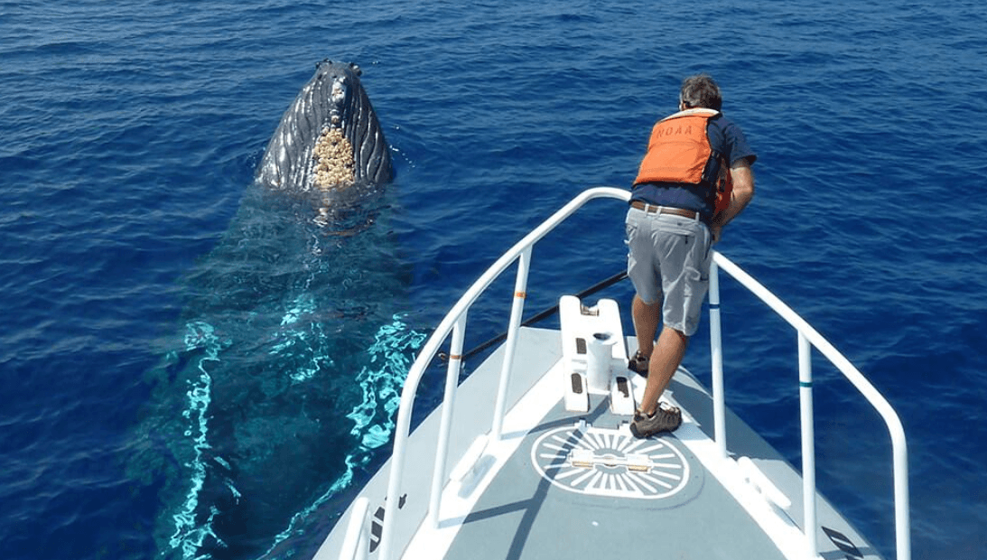 How Humpback Whale Songs Change Between Seasons