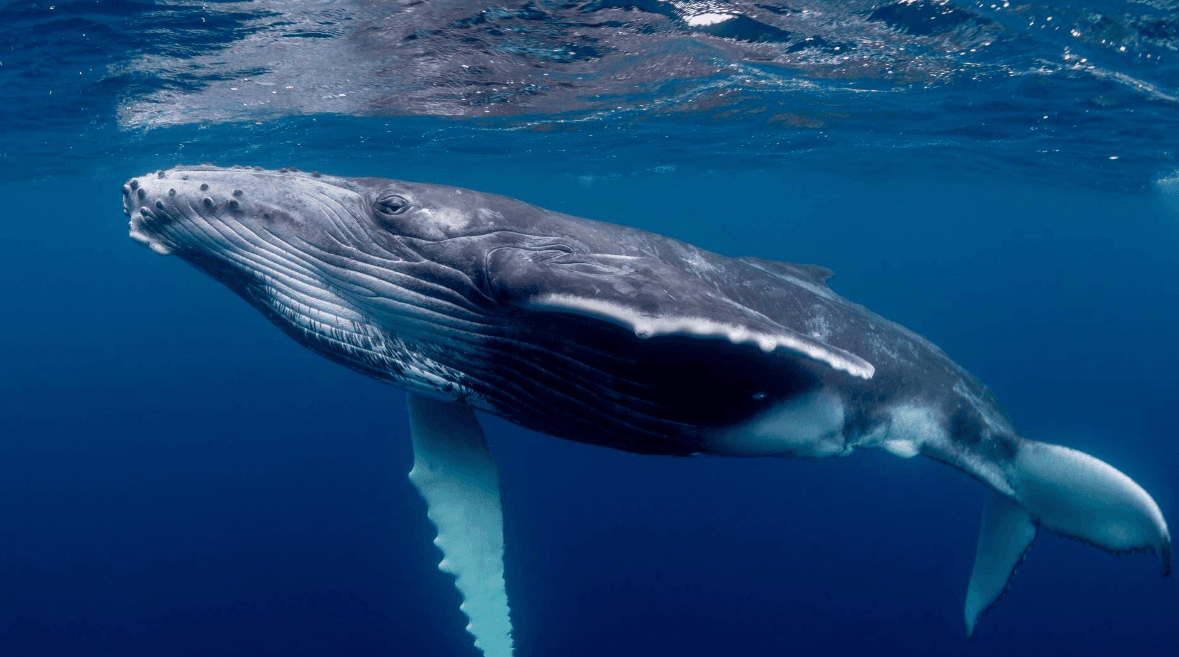 Humpback Whale Songs vs. Other Underwater Sounds
