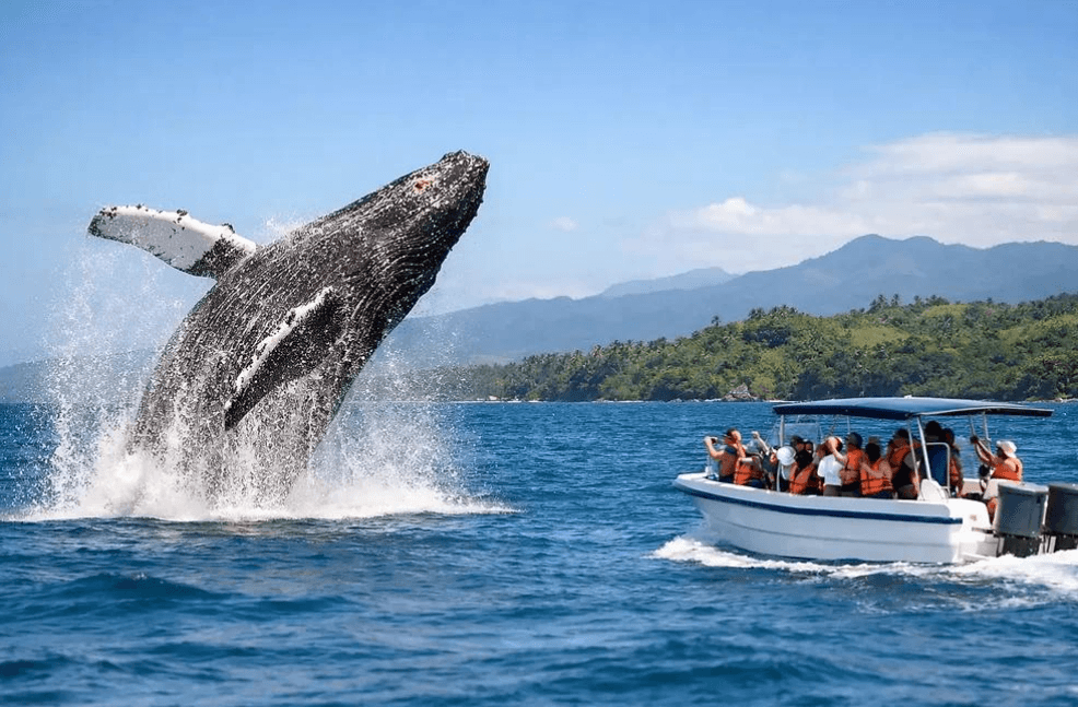 Samaná Whale Watching 2027: Kompletní cestovní průvodce