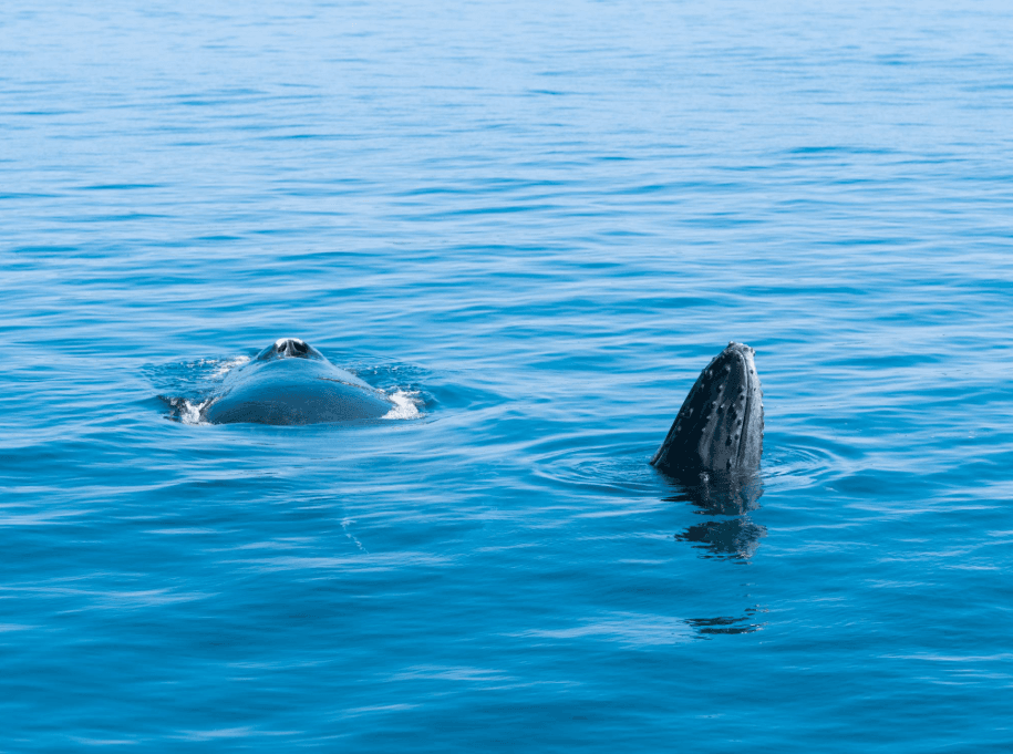 Do Humpback Whales Change Routes During Breeding Season?
