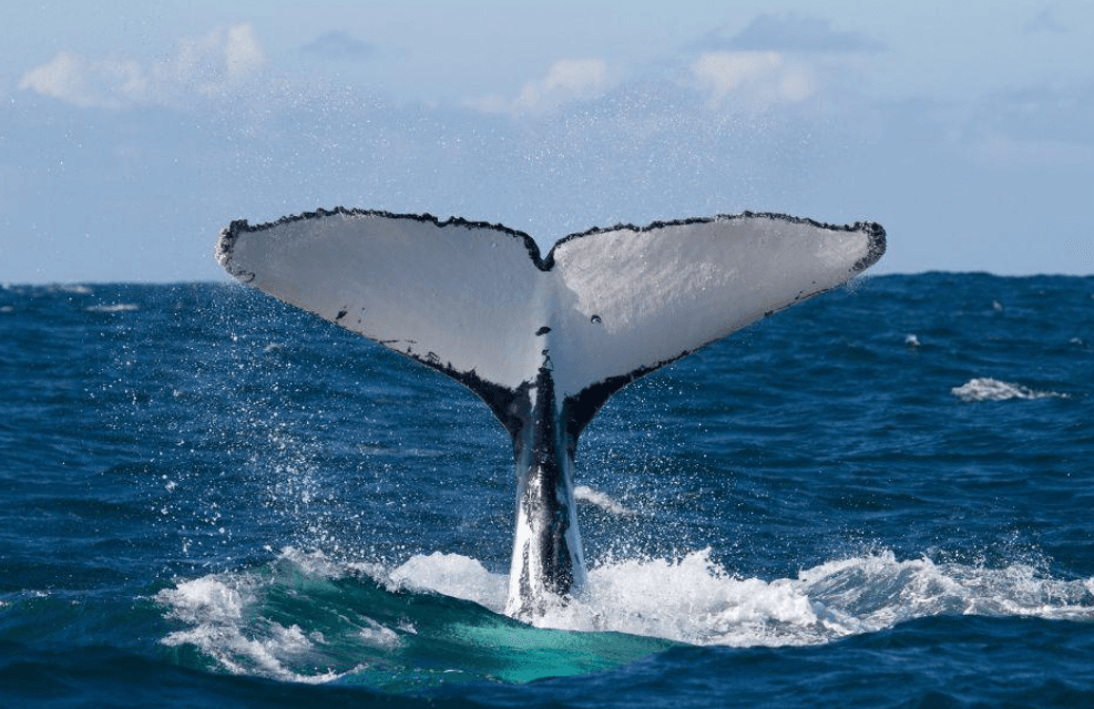 Samaná Whale-Watching Tour Délka: Co očekávat