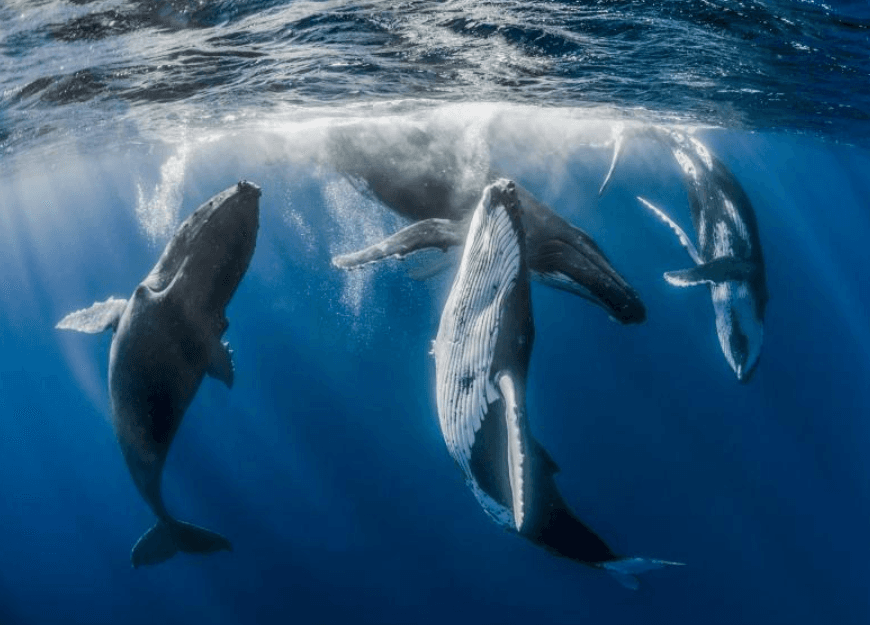 What Can Humpback Whale Tail Patterns Tell Us in Samaná?