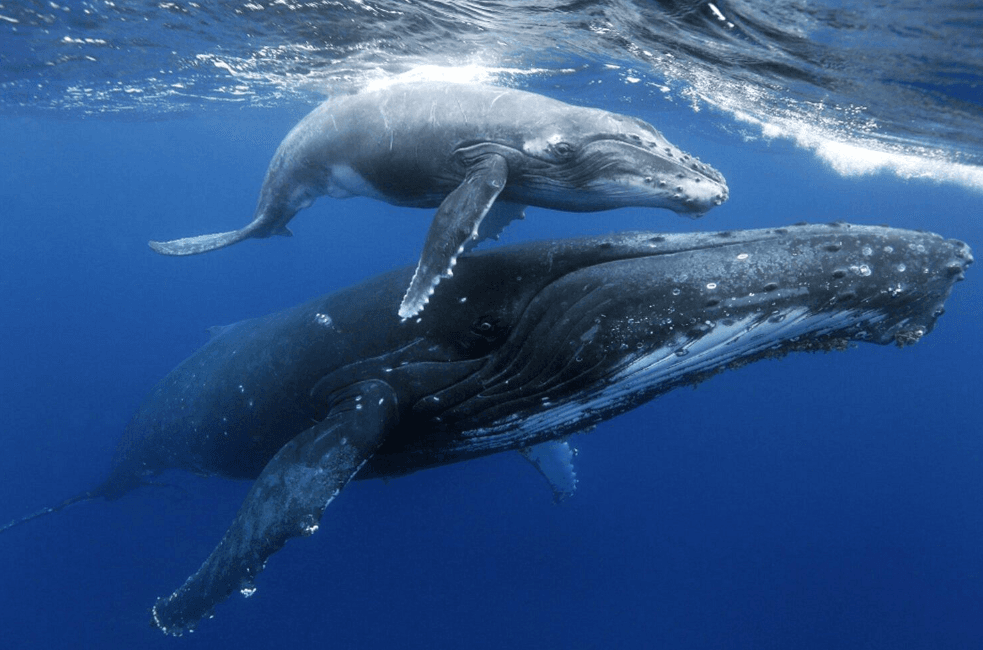 How Scientists Identify Humpback Whale Songs Underwater