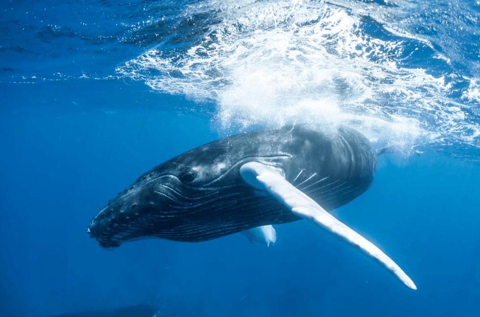How Scientists Measure Humpback Whale Song Complexity