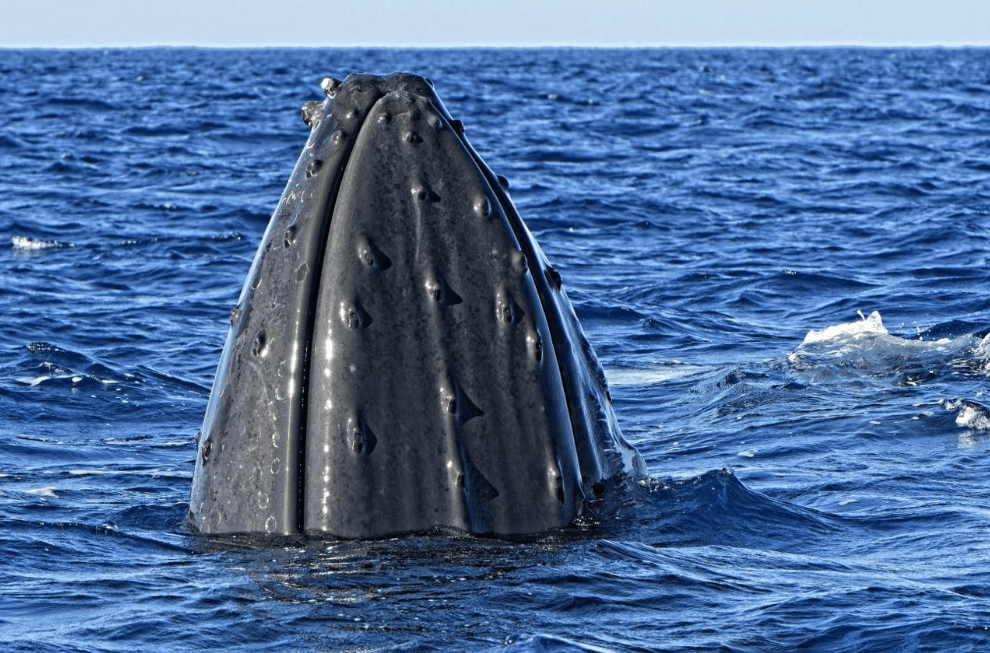 Why Humpback Whales Dive Without Showing Their Tails