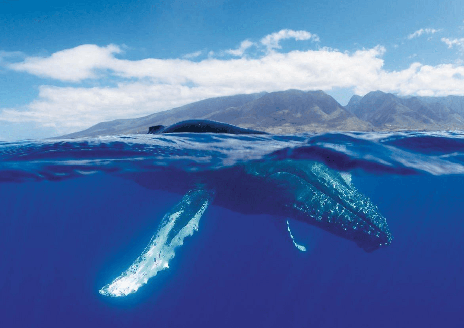 How Do Humpback Whales Use Their Tail Flukes to Swim?