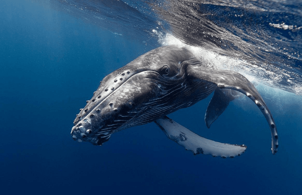 How Ocean Conditions Affect Whale Sightings in Samaná Bay